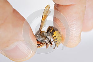 Hornet bites a manÃ¢â¬â¢s hand on a white background